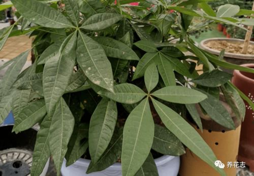 养殖发财树需要注意哪些要点？