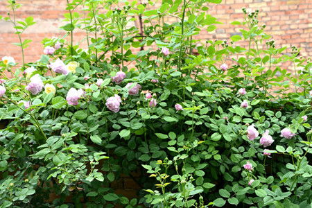 那“冬艳”咋样？是不是忒别漂亮，忒别耐寒？