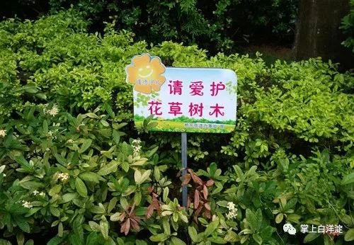 花草树木：绿色的生命之魂