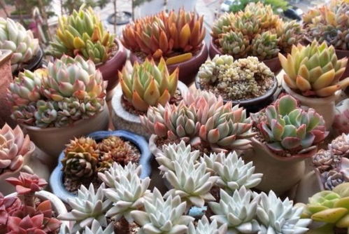 女美月多肉植物养护繁殖