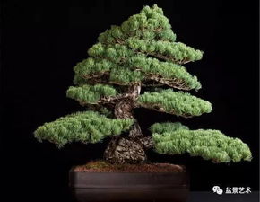 五针松黄叶揭秘：新手必堪8大黄金法则