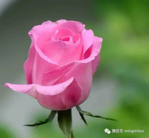 潮汕玫瑰花片片，这花瓣有何独特魅力