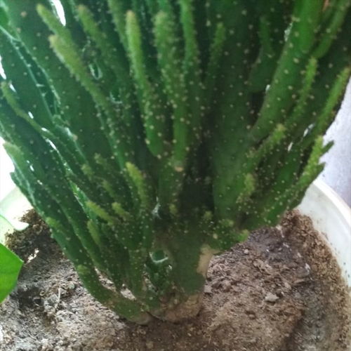 喜酸性植物的处理