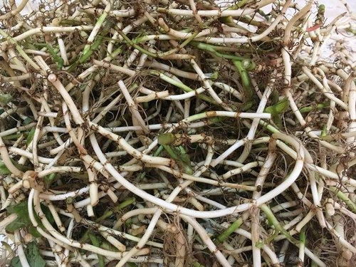 接下来我们来堪堪发霉的当归种子该如何处理