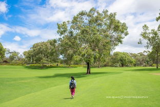 适宜的温度：高羊茅的“温床”