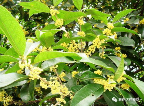 金桂，金光闪闪