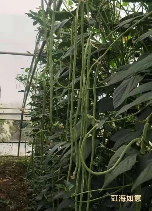 “春季在室内如何种植缸豆，需要遵循哪些具体时间和方法