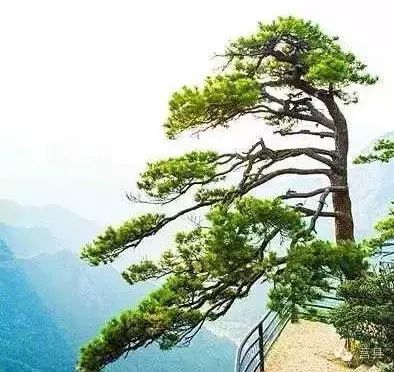 探寻山间黄花藤的奥秘