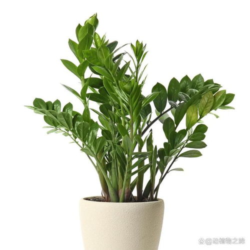 金钱树怎么浇水？多久浇一次水合适