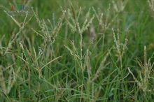 路边那些默默无闻的“绿巨人”