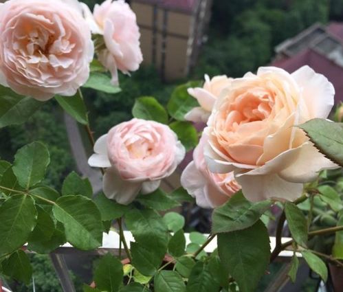 月季黄叶新芽细长， 揭秘原因及养护调整