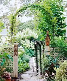 鹤望兰， 小院中的天堂鸟