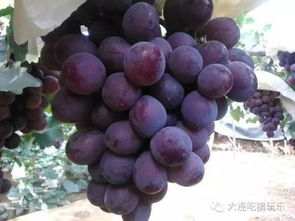 葡萄套袋， 戊唑醇是个谜