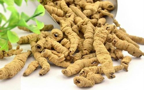 红癫茄：一种具有祛风除湿、活血止痛功效的中药材