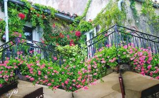 迎春花的适应性与修剪技巧