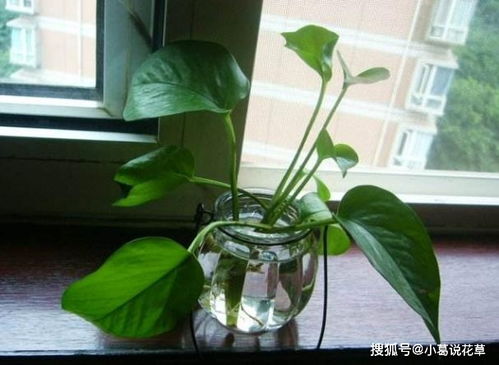 绿萝根系腐烂，是土壤问题吗