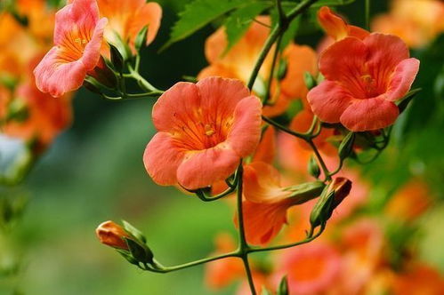 一次花开，美得耀眼