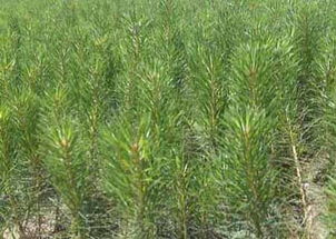 樟子松树苗栽种前的准备：土壤选择与处理