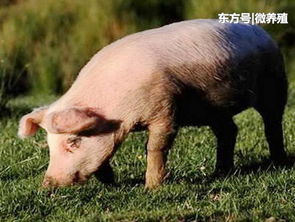 高效淘汰与更新：种猪管理策略揭秘