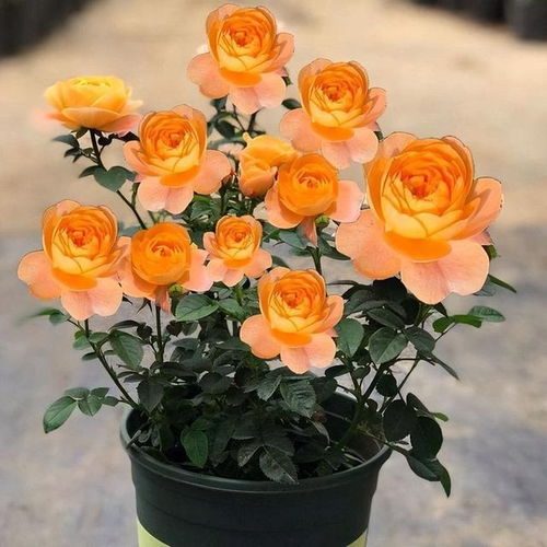 月季的“黑名单”原因揭秘