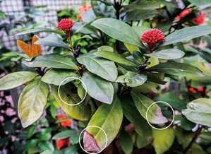 金银花、 喇叭花和蔷薇：绚丽多彩花期