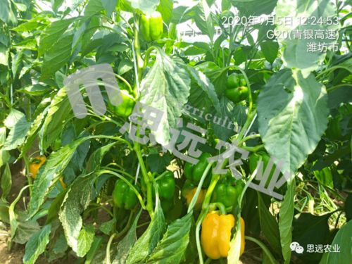 如何种植彩椒，使其产量更高