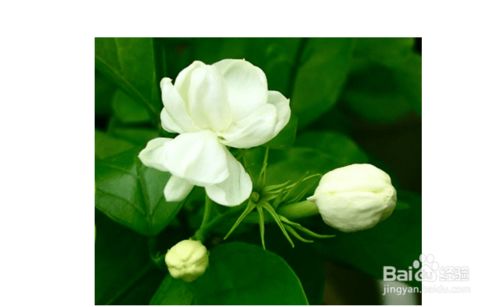 茉莉花叶子干枯，是不是施肥不够？