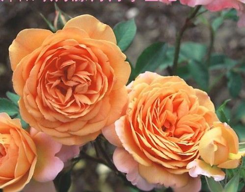 银魅月季， 银色的梦幻使者