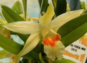 黑毛石斛病虫害综合管理