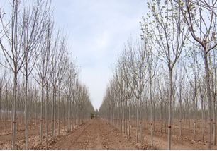 生态效益经济效益两不误