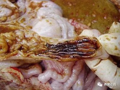 增生性肠炎与非瘟如何区分？