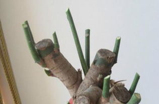 4. 修剪后要注重养护， 保持生长状态