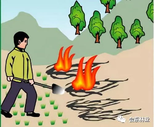 芒草根系的秘密