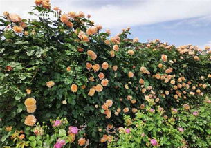 国内Zui长月季花墙：600米浪漫之旅