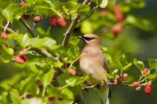 改变世界的绿色基因库