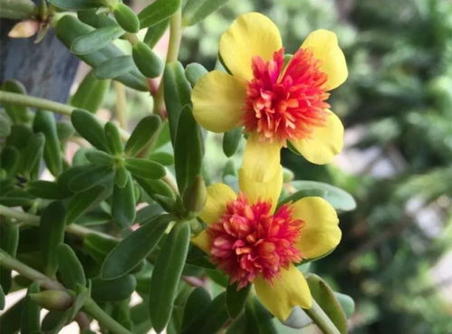 南方花卉三伏天存活率低的原因揭秘