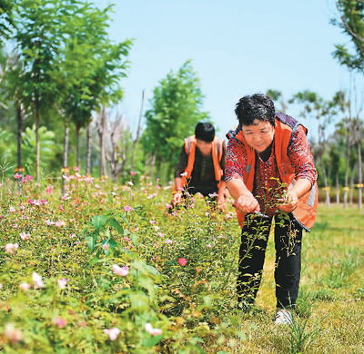 盆栽植物换土，是指定期更换盆栽土壤