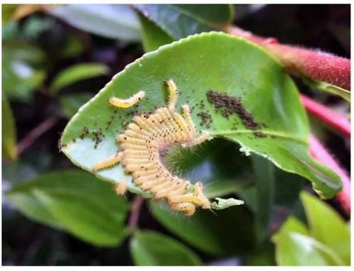 揭秘柴虫养殖技巧：花卉爱好者的必学秘籍
