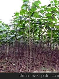 泡桐木材的价格揭秘