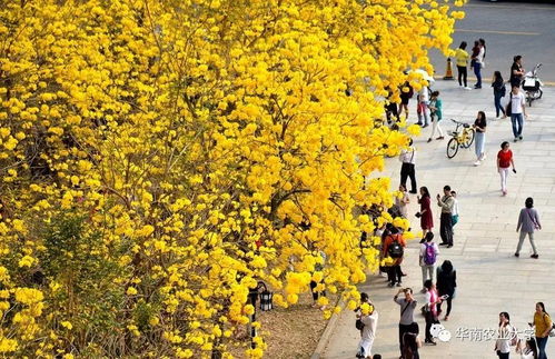 “黄花风铃木，生命的呼唤
