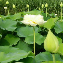 荷花栽培， 细节决定成败