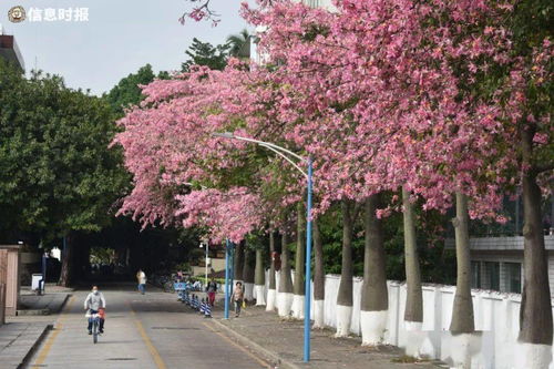 红壤之地， 月季花的乐园