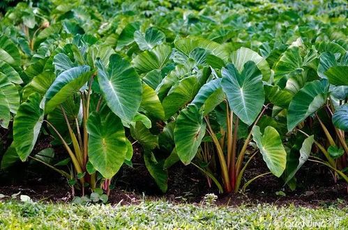 芋艿：块茎非直根系，揭秘芋头生长之谜！