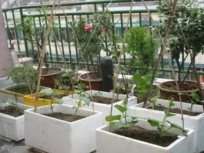 夏季河边种菜赚钱攻略：揭秘畅销蔬菜选择