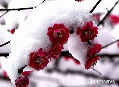 澳梅花期长，盛放持久，爆款花卉新宠！
