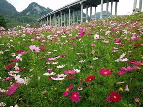 成者阝的围墙，为何种使君子？