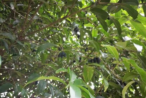 桂花树的果实可以吃吗？这样吃才安全