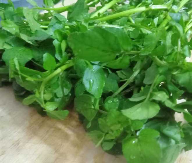 西洋菜什么时间播种最适宜，春季还是秋季