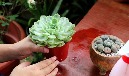 栀子花养护关键在于浇水，掌握浇水技巧