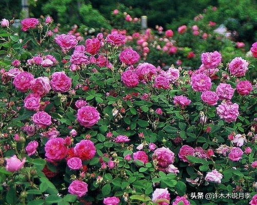 秋冬季节防治红蜘蛛的关键